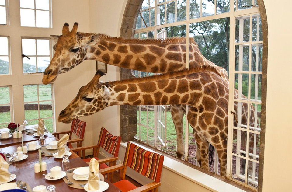 we have guests for lunch, giraffes