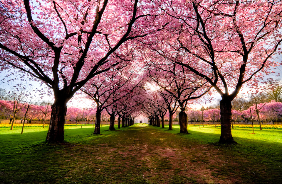 cherry trees path, germany
