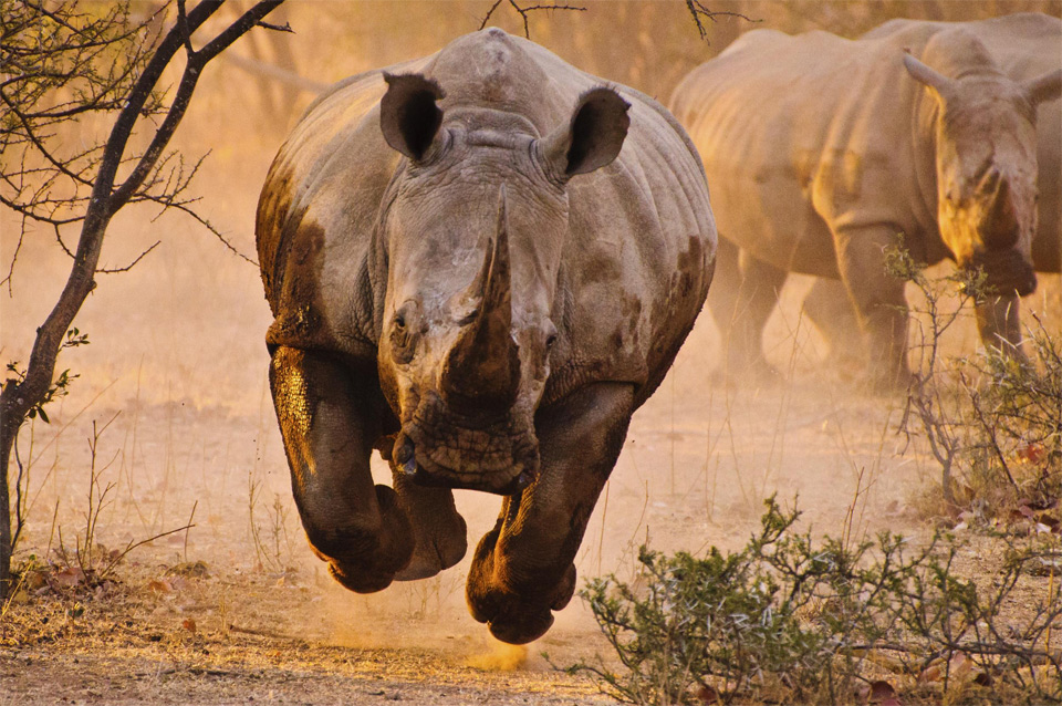 frightening and beautiful charging rhino