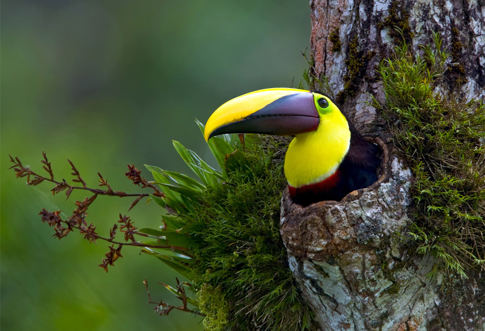 majestic bird, chestnut mandibled toucan