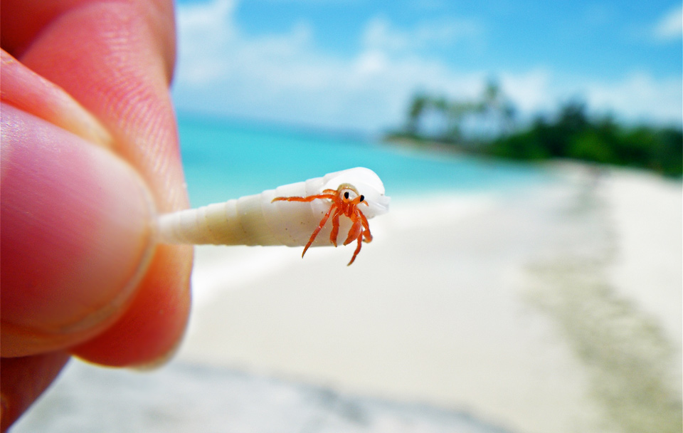 tiny hermit crab