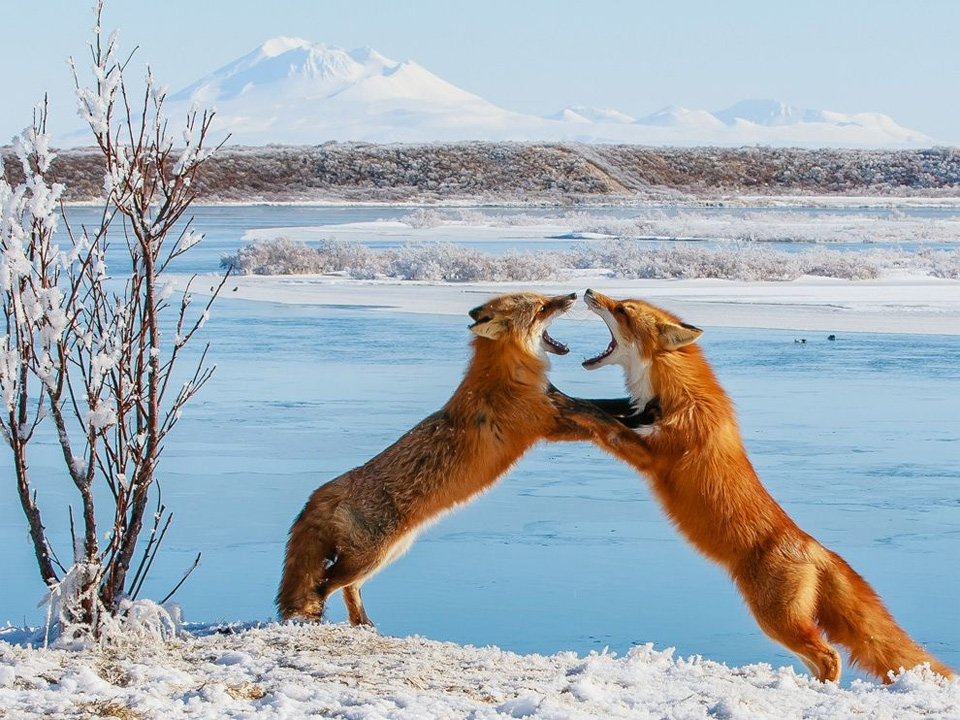two foxes sparring in alaska