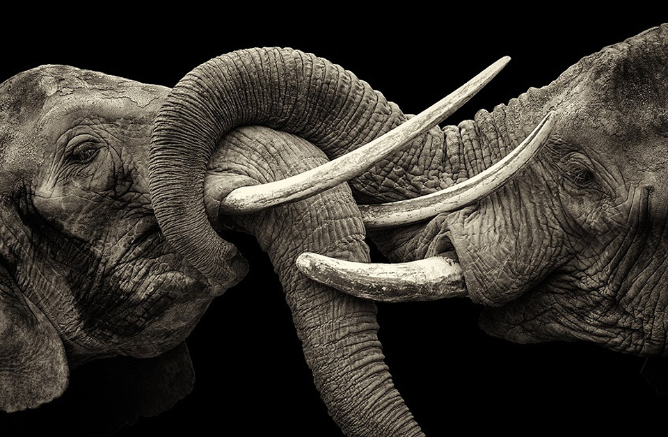 elephants greeting each other