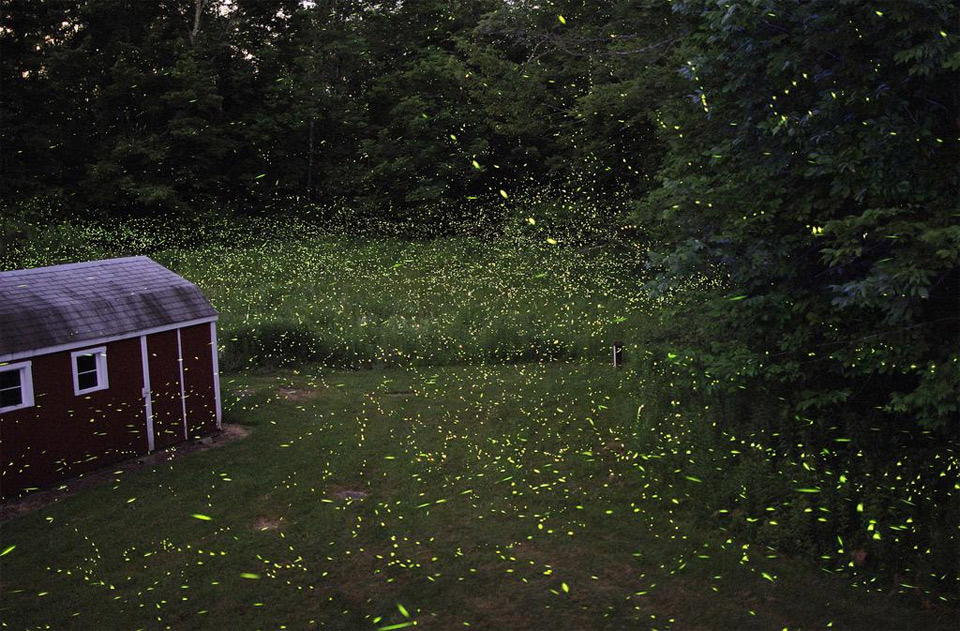 fairy-Like fireflies