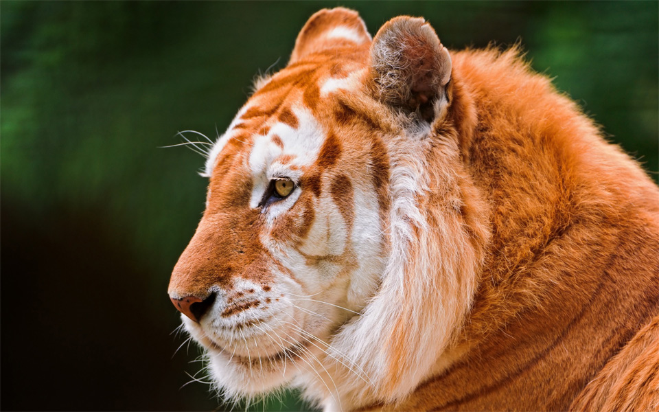 golden tiger