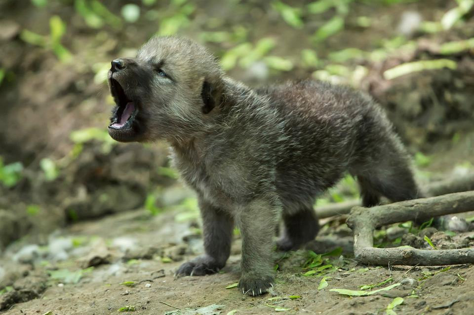 howling arctic wolf cub