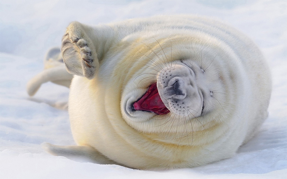 laughing-white-seal.jpg