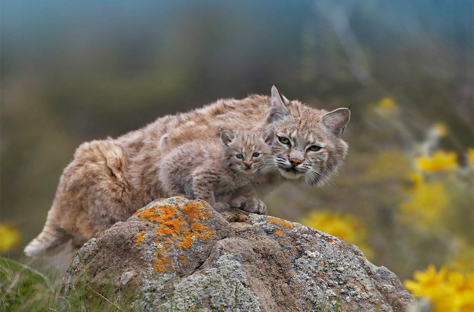 mother lynx with a cub baby