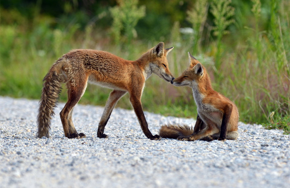 red fox bonding