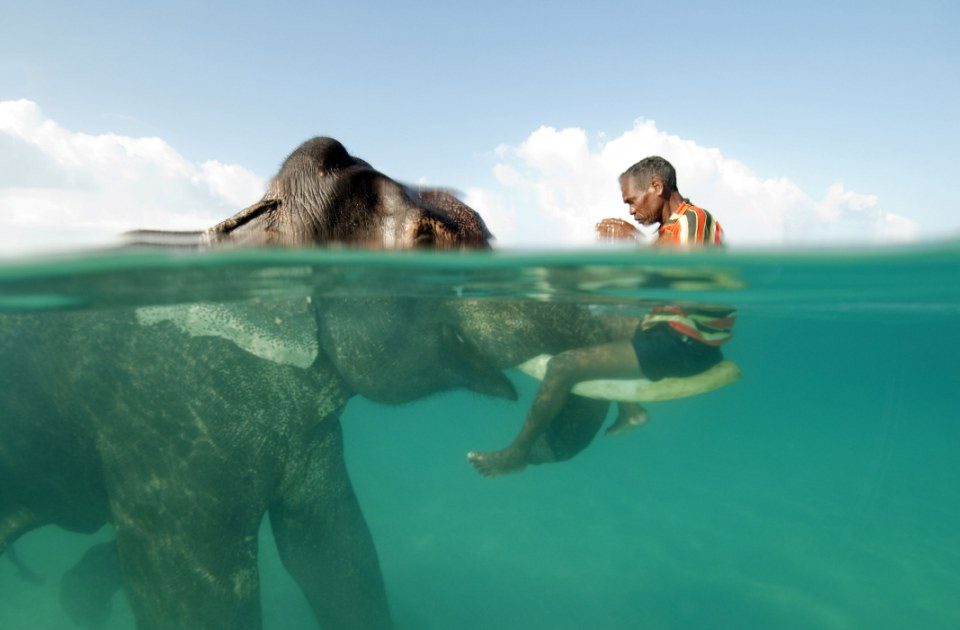 swimming with the elephant