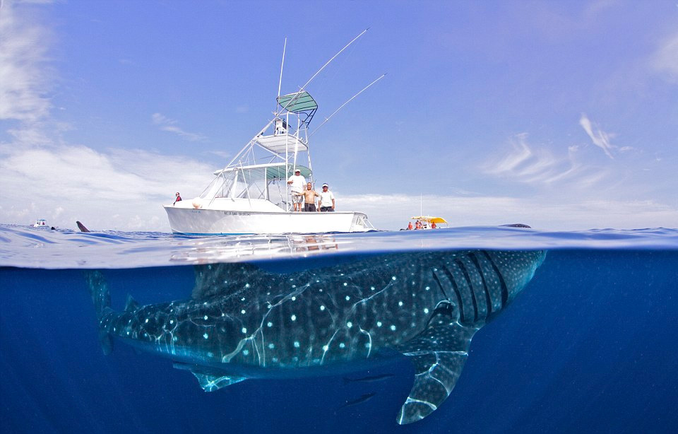 whale shark under yacht, mexico