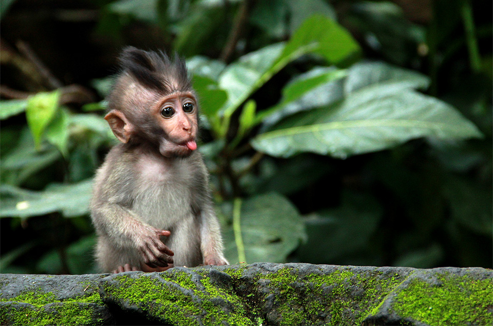 baby monkey is teasing you