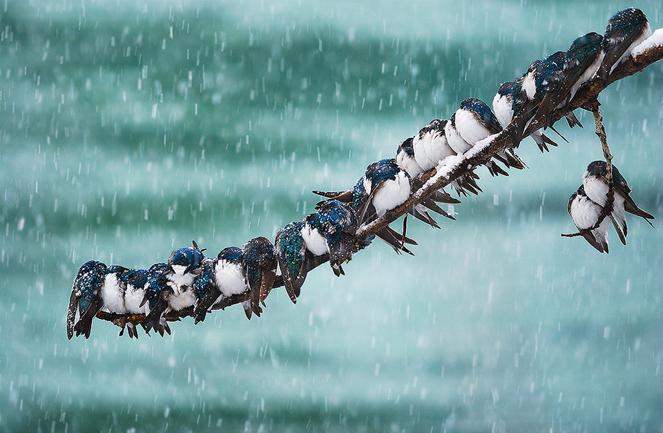 birds in the snowstorm
