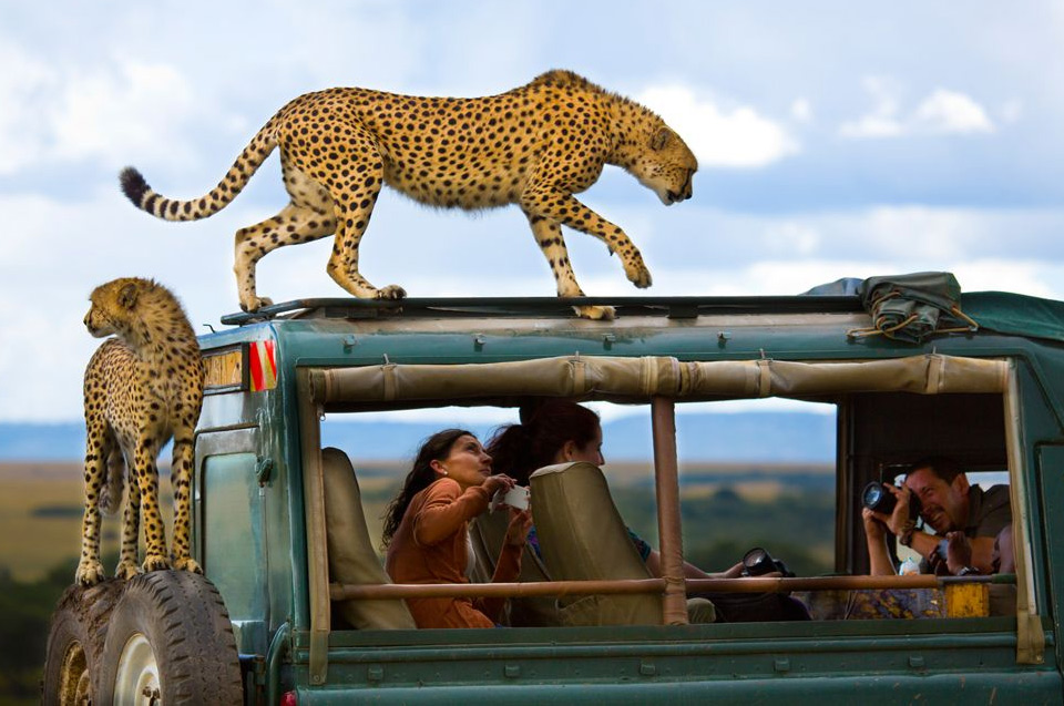 cheetahs on a safari truck