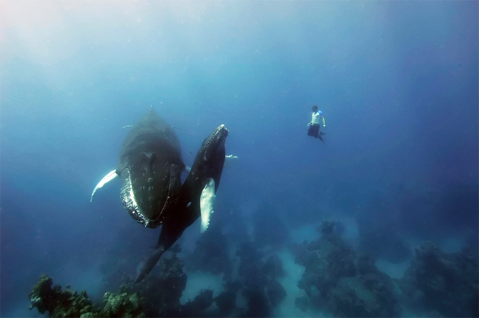 free diving with humpback whales