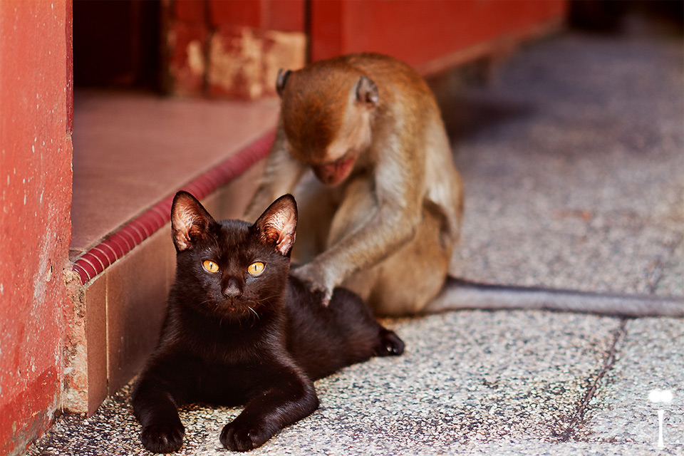 monkey gives cat a back massage