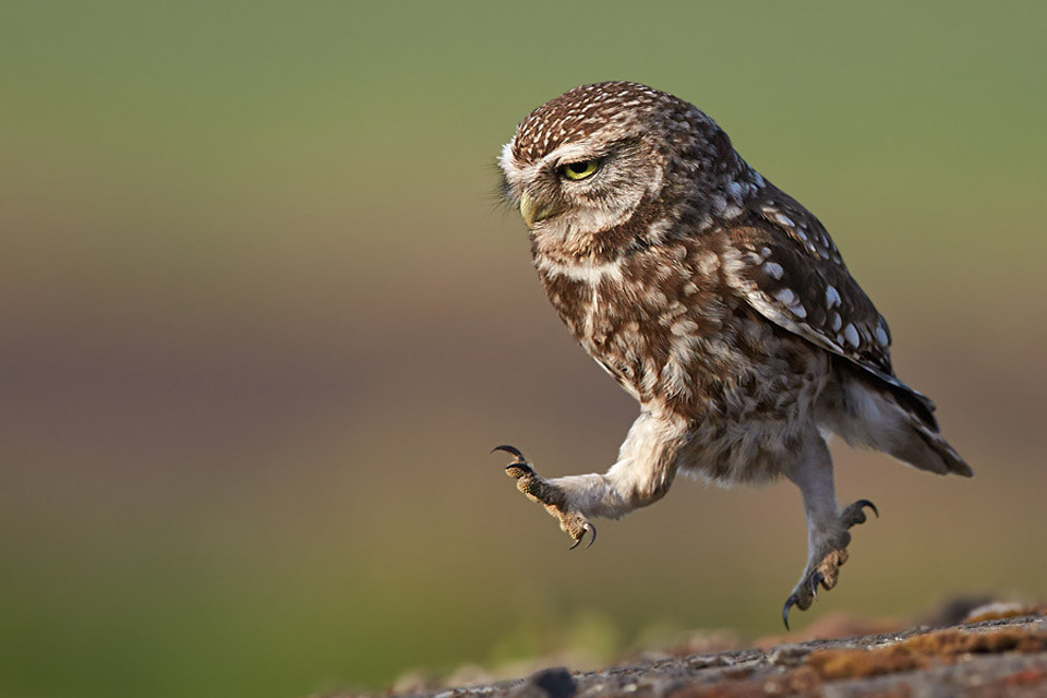 owl in the run