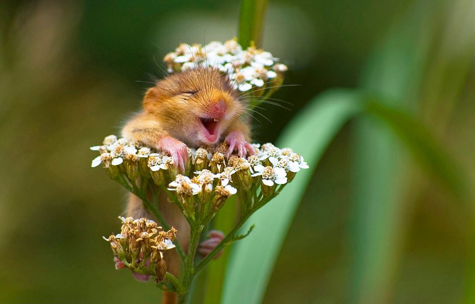 the happiest mouse in the world