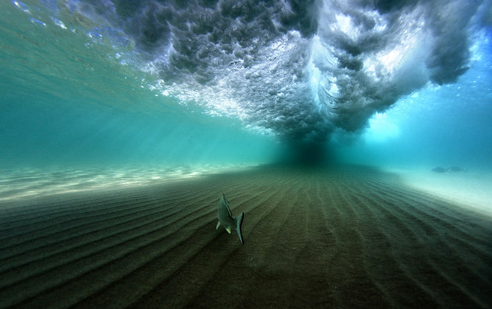 fish under the wave
