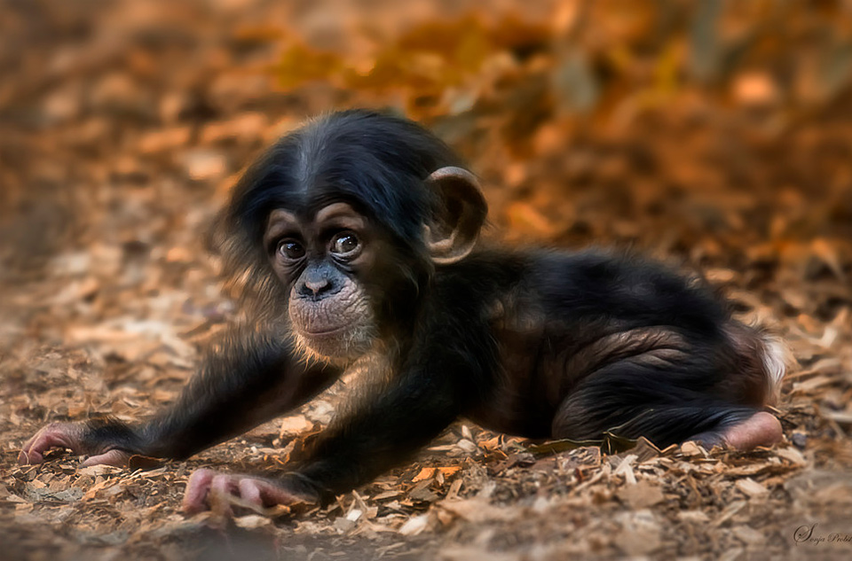 a cute little monkey