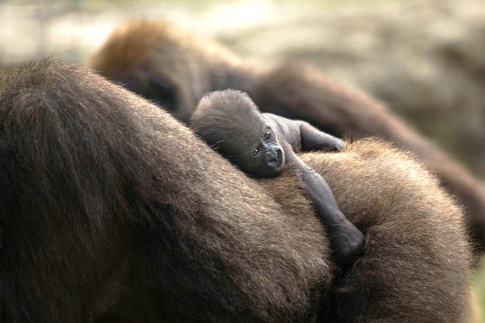 newborn silverback gorilla holds to his mother