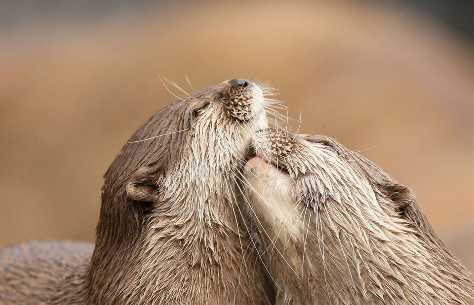 otters in love