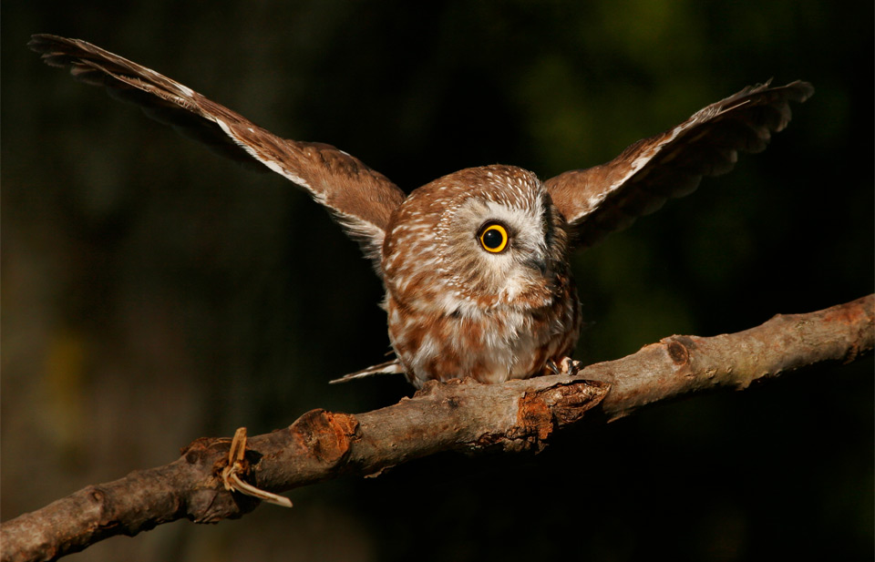 small cute northern Saw-Whet owl