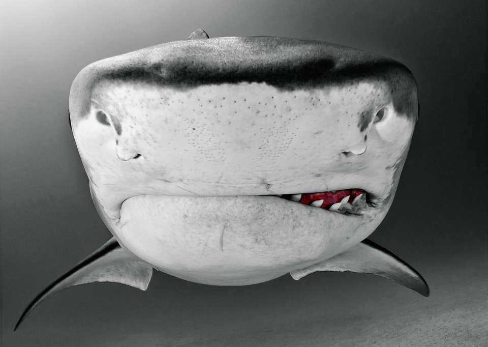 tiger shark close-Up