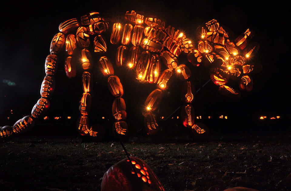 triceratops sculpture made from halloween pumpkins