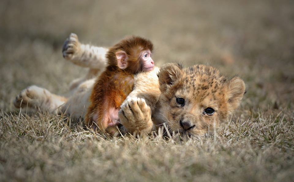 baby lion and a baby monkey snuggle