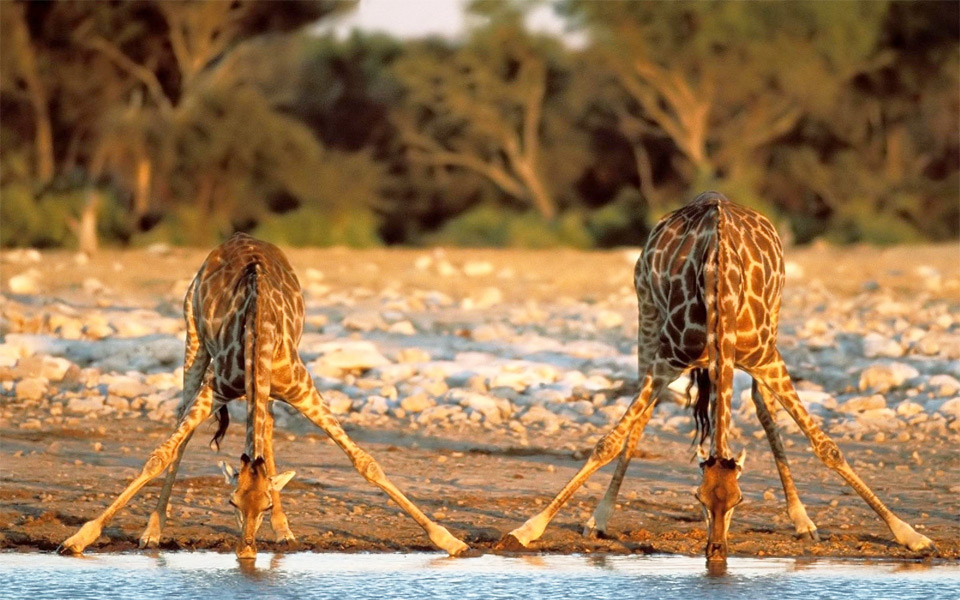 two giraffes drinking water
