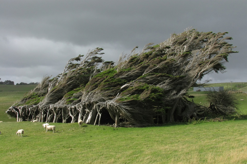 windswept trees, new zealand