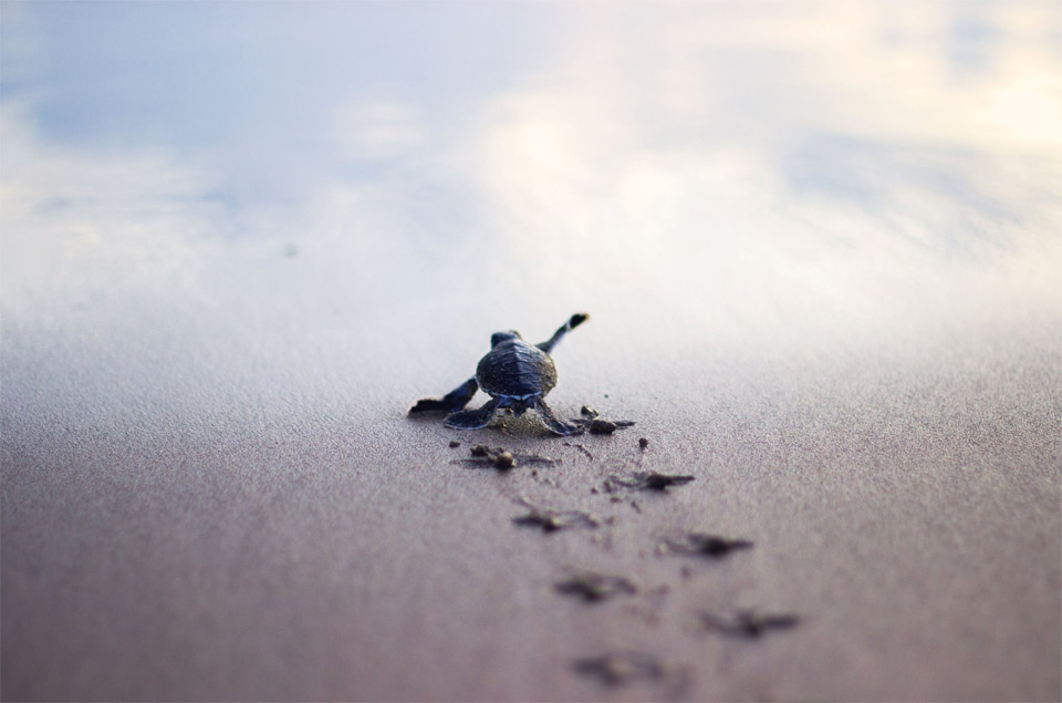 baby turtle running to the sea