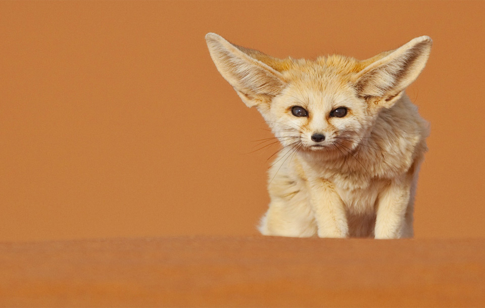 fennec fox in deserts of morocco