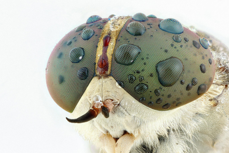 horsefly close-Up