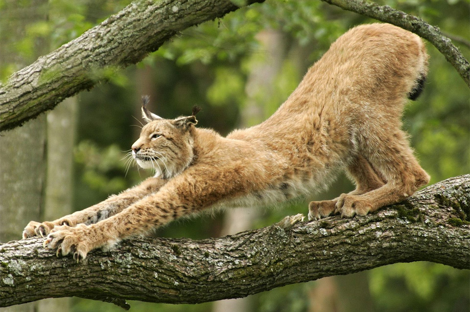 lynx stretching on a tree