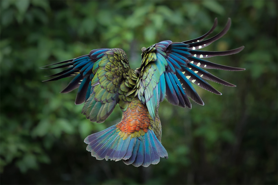 majestic kea in flight, new zealand