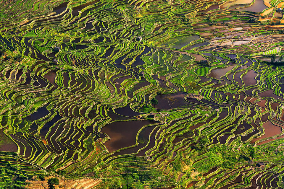 rice field terrace, china