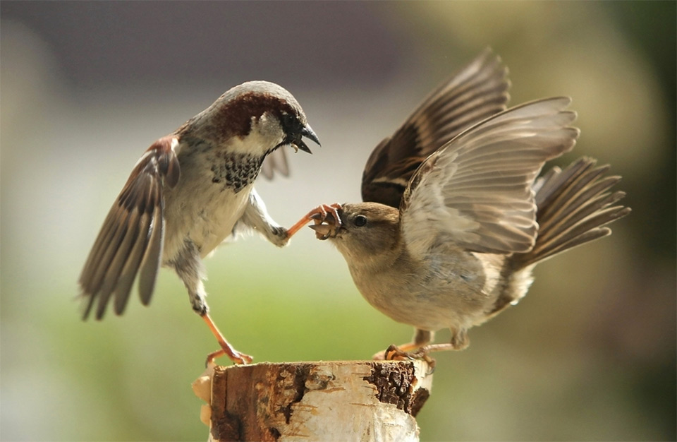 sparrow shuts up his noisy friend