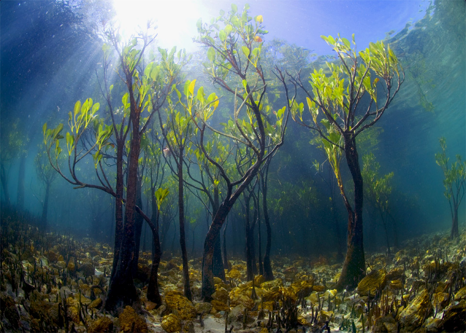 underwater mangrove trees