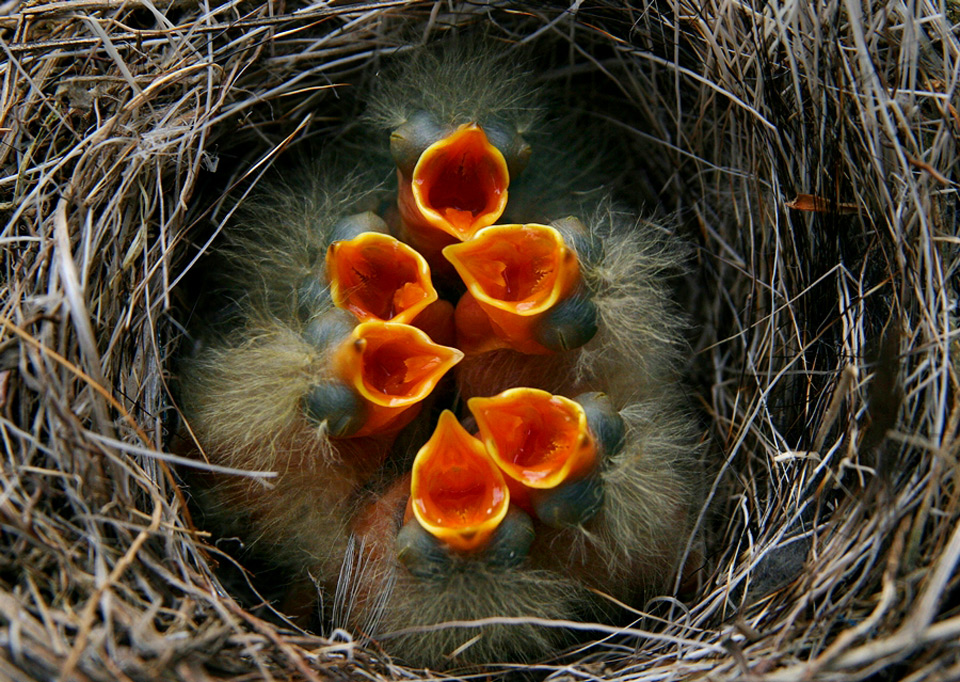 baby birds in nest, ready for lunch