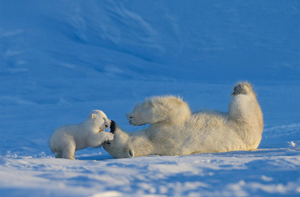 baby polar bear playing with his mother