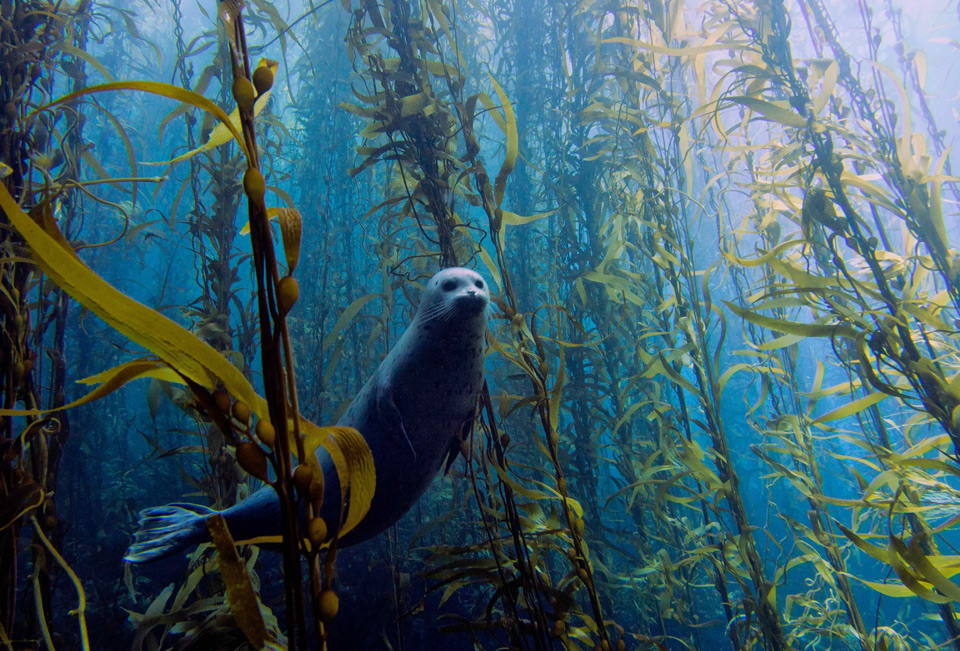 curious harbor seal