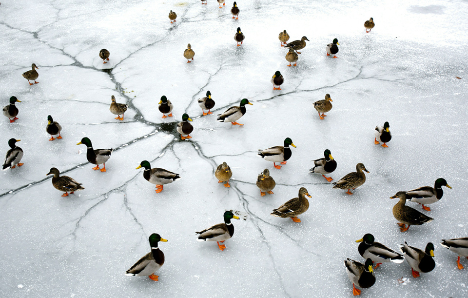 ducks on frozen lake