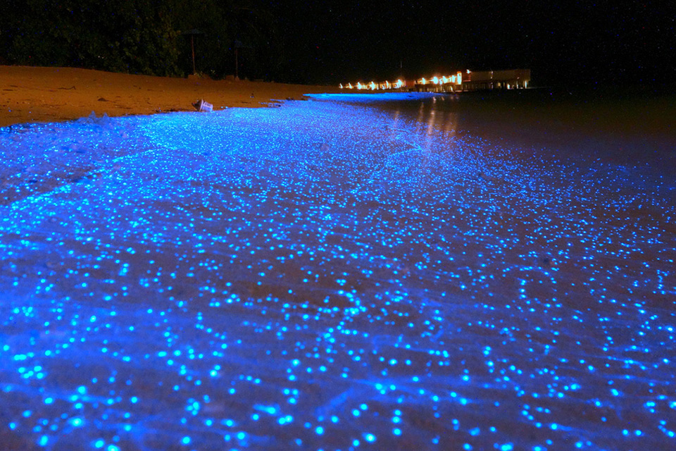 most beautiful beach glows like millions of stars at night