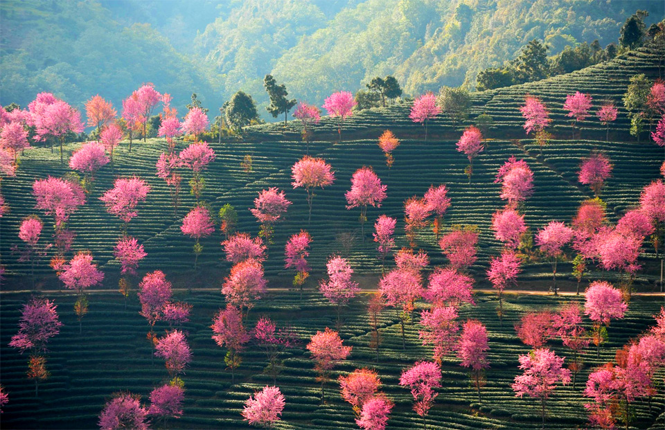 pink trees on the hillsides of china