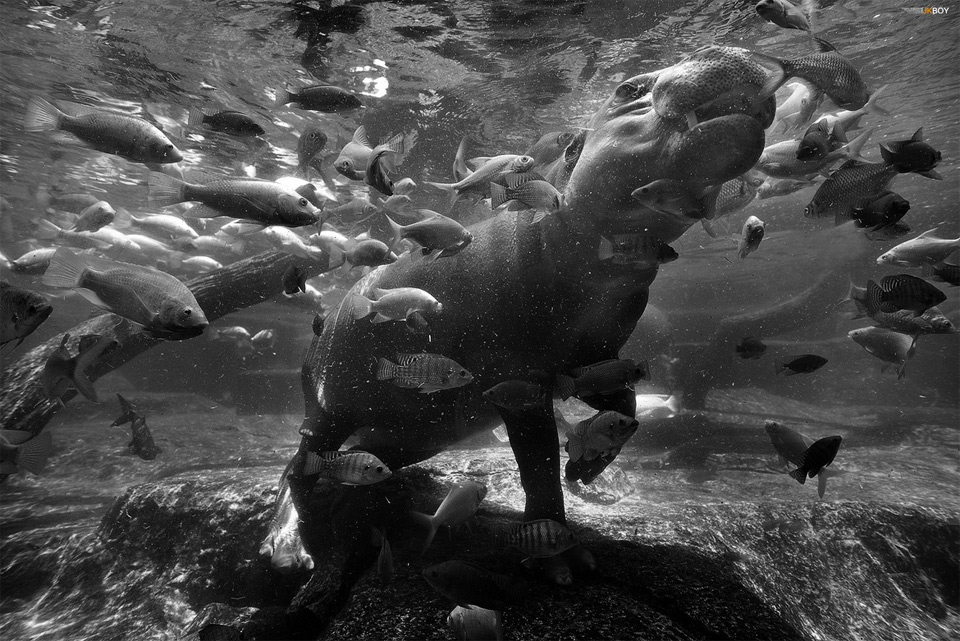 underwater hippopotamus
