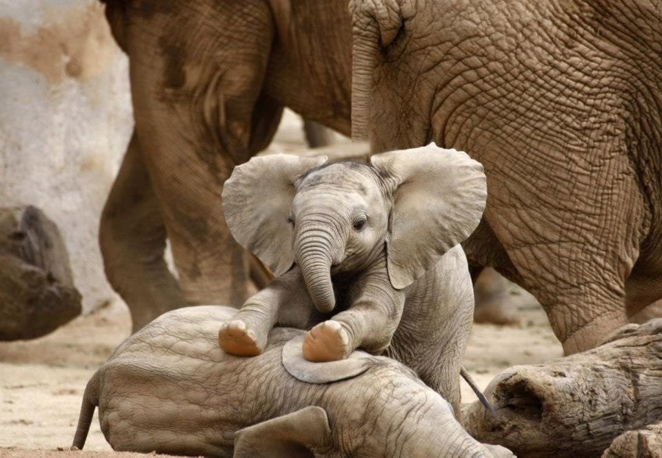 baby elephant massaging his brother