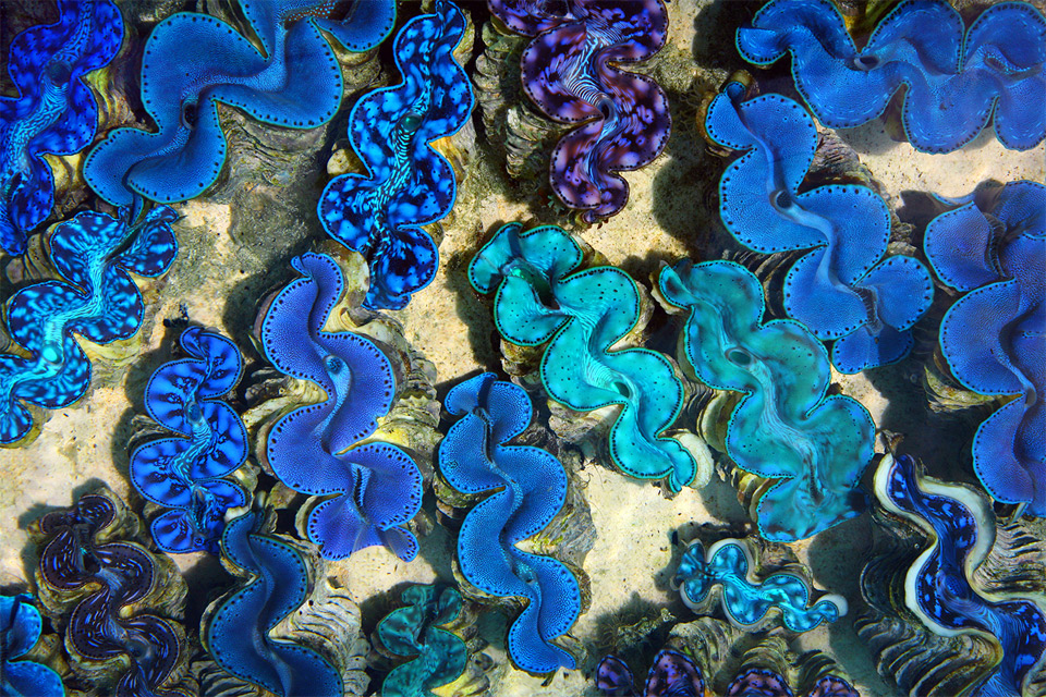 beautiful blue maxima clams