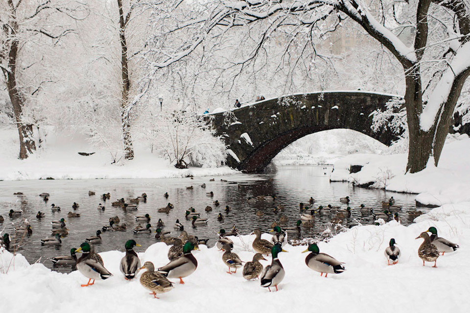 central park covered in snow